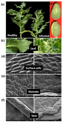 Ageratum enation virus Infection Induces Programmed Cell Death and Alters Metabolite Biosynthesis in Papaver somniferum